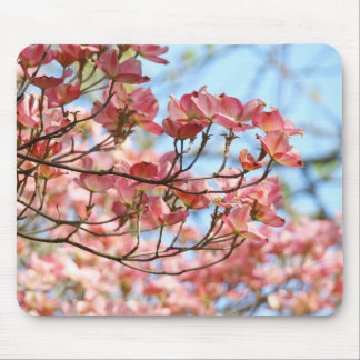Kornellrosaträd blommor musmattor blå himmel