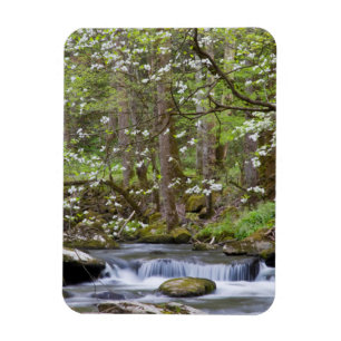 Kornellträd Great Smoky Mountain, Tennessee Magnet