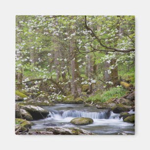 Kornellträd Great Smoky Mountain, Tennessee Magnet