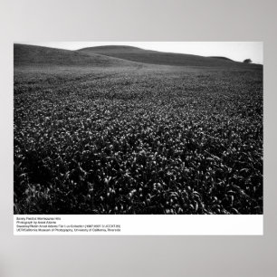 Kornfält på Montezuma backar av Ansel Adams Poster
