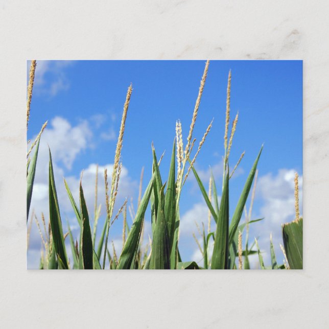 kornfält vykort (Framsida)