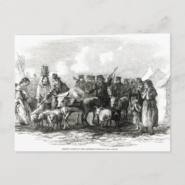 Körning av boskap mot hyra vykort (Framsida)