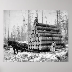 Körning av en last stockar, 1908. Återblickande fo Poster
