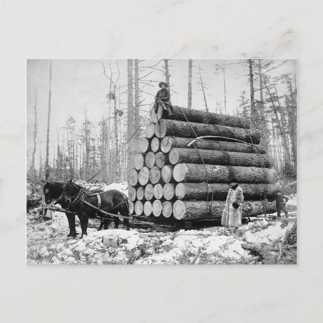 Körning av en last stockar, 1908 vykort (Framsida)