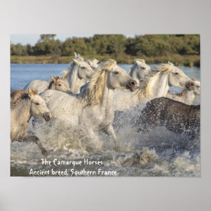 Körning av vita Camargue-hästar i Vatten Poster