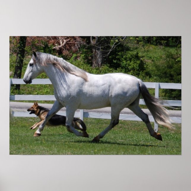 KÖRNING HORSE & HUND POSTER (Framsidan)