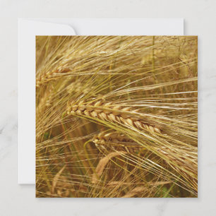 Kornkärnor i fält. Det är Harvest Time!