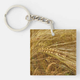 Kornkärnor i fält. Det är Harvest Time!