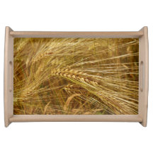 Kornkärnor i fält. Det är Harvest Time!