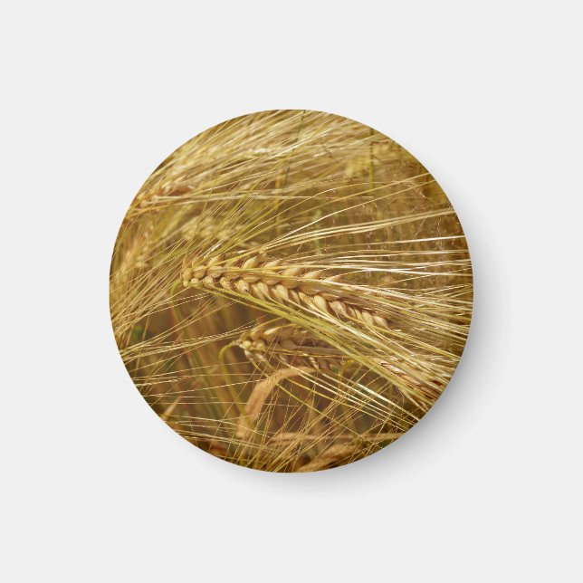 Kornkärnor i fält. Det är Harvest Time! Magnet (Framsidan)