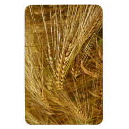 Kornkärnor i fält. Det är Harvest Time! Magnet