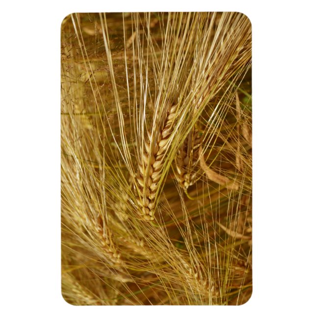Kornkärnor i fält. Det är Harvest Time! Magnet (Vertikal)