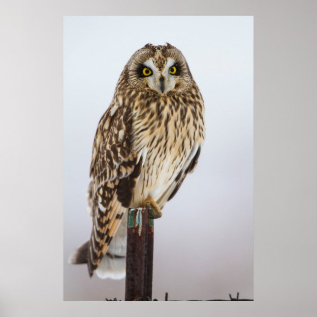 Kornuggla på staketstolpe poster (Framsidan)