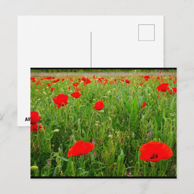 Kornvallmor och vilda blommor vykort (Fram/baksida)