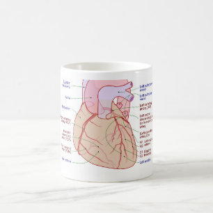 Koronarartärcirkulation Diagram från humant hjärta Kaffemugg