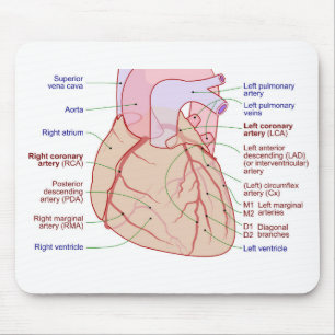 Koronarartärcirkulation Diagram från humant hjärta Musmatta