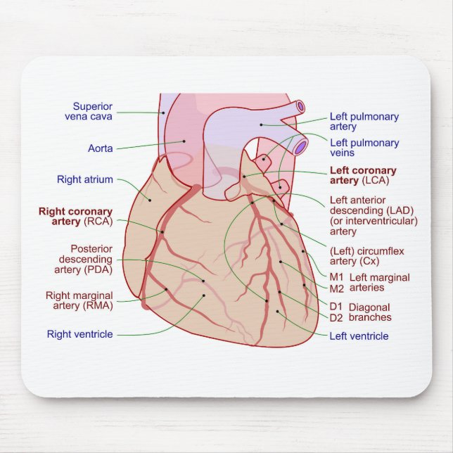 Koronarartärcirkulation Diagram från humant hjärta Musmatta (Framsidan)