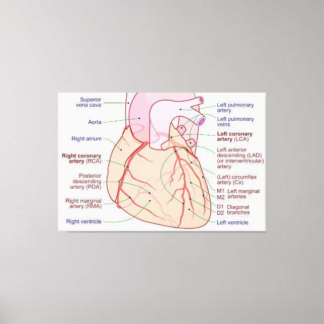 Koronarartärernas cirkulationsdiagram för mänsklig canvastryck (Framsida)