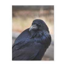 Korp från Yellowstone