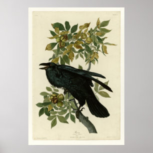 Korpsvart Poster
