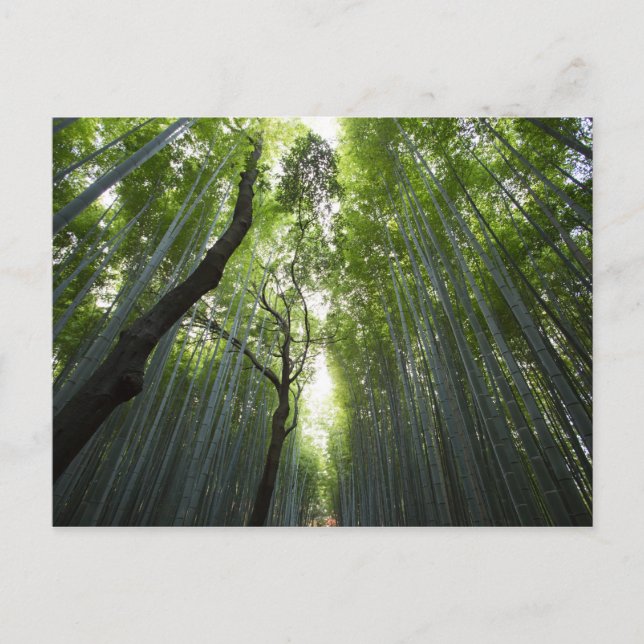 Korridor till bamboo vykort (Framsida)