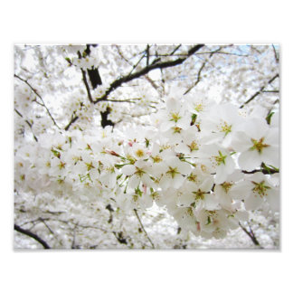 Körsbär Blommar 12 Skriv ut Fototryck