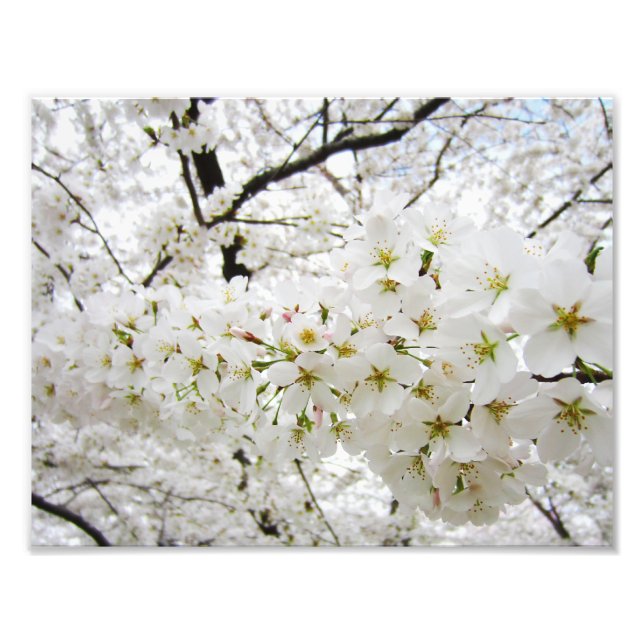Körsbär Blommar 12 Skriv ut Fototryck (Framsidan)