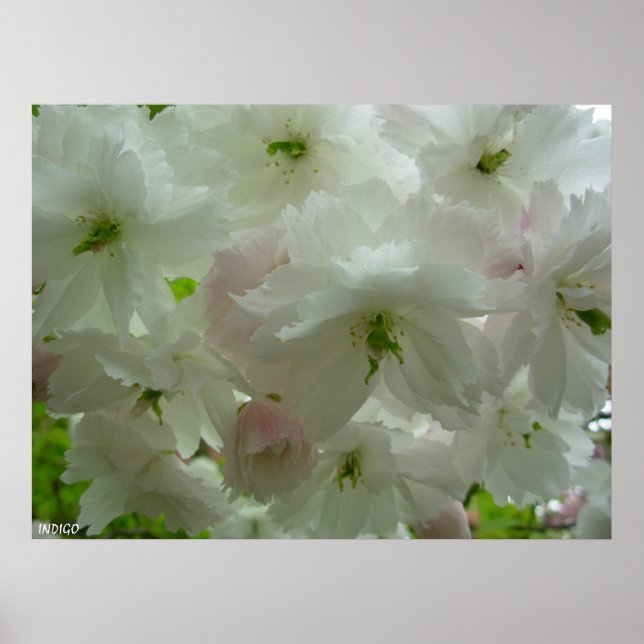 Körsbär Blommar Poster utskrift av vitblommiga uts (Framsidan)