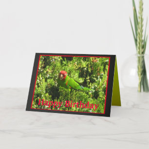 Körsbär-hövdad Conure grattis på födelsedagen Kort