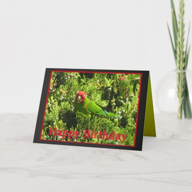 Körsbär-hövdad Conure grattis på födelsedagen Kort (Framsida)