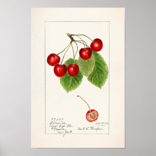 Körsbär (Prunus Avium) Färgmålning på frukt Poster