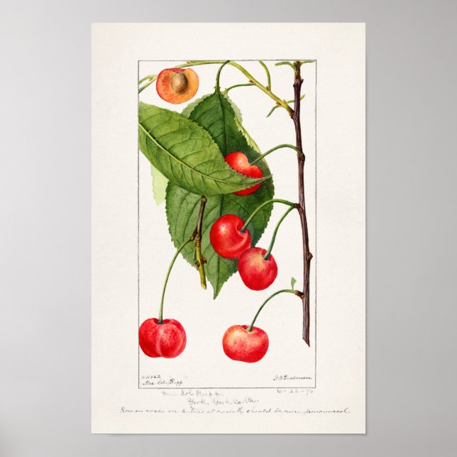 Körsbär (Prunus Avium) Färgmålning på frukt Poster (Framsidan)