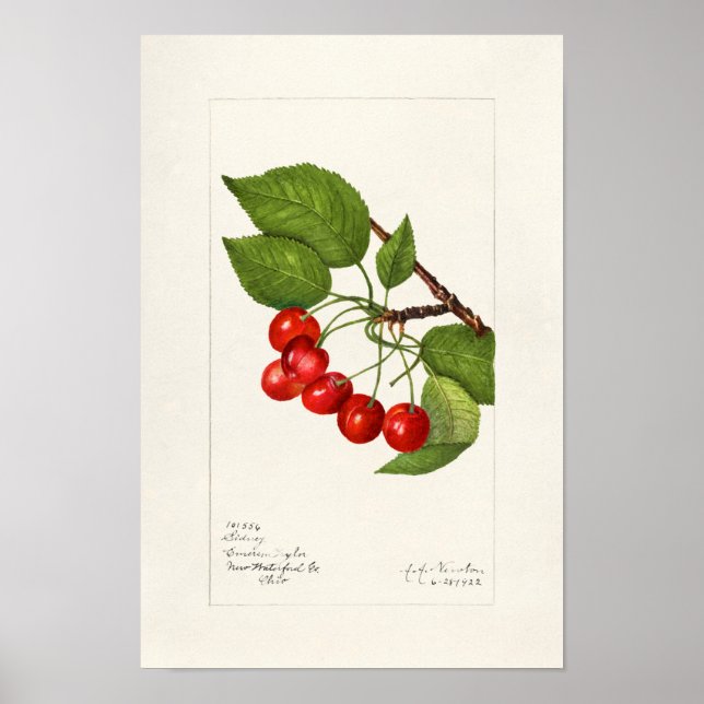 Körsbär (Prunus Avium) Färgmålning på frukt Poster (Framsidan)