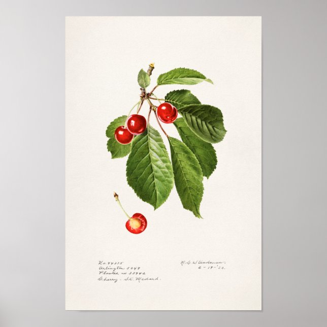 Körsbär (Prunus Avium) Färgmålning på frukt Poster (Framsidan)