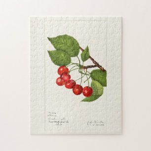 Körsbär (Prunus Avium) Färgmålning på frukt Pussel