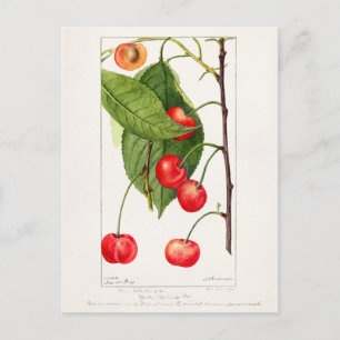 Körsbär (Prunus Avium) Färgmålning på frukt Vykort