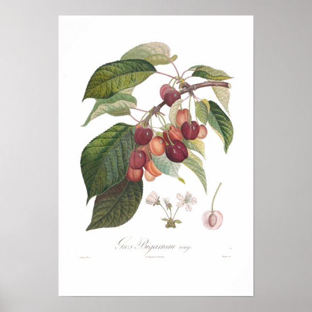 Körsbär,Stor hjärtformad Poster (Framsidan)