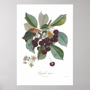 Körsbär tidiga Royale Poster