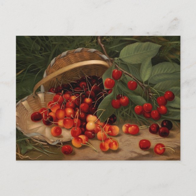 Körsbär Vykort (Framsida)