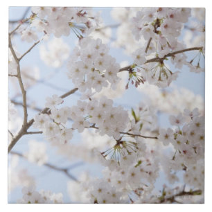 Körsbärblommar 2 kakelplatta