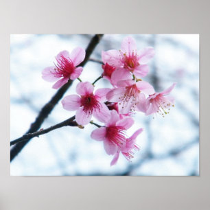 Körsbärblommar - A Poster