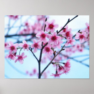 Körsbärblommar - B Poster