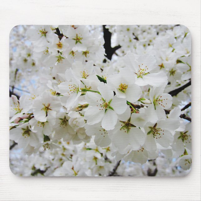 Körsbäret blomstrar 3 som musen vadderar musmatta (Framsidan)