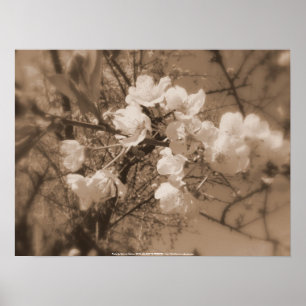 körsbäret blomstrar i himmlen, sepia poster