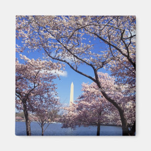 Körsbäret blomstrar i magnet för Washington DC-