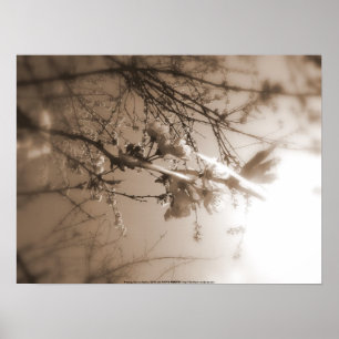 körsbäret blomstrar i solen, sepia poster