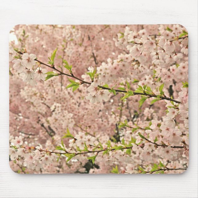 Körsbäret blomstrar i vår musmatta (Framsidan)