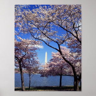 Körsbäret blomstrar i Washington D.C. Poster