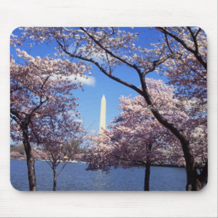 Körsbäret blomstrar i Washington DC-mousepad Musmatta