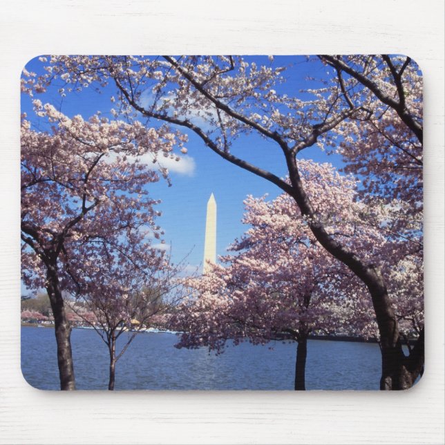 Körsbäret blomstrar i Washington DC-mousepad Musmatta (Framsidan)